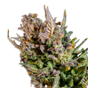 Apple Fritter Cannabis seeds for sale