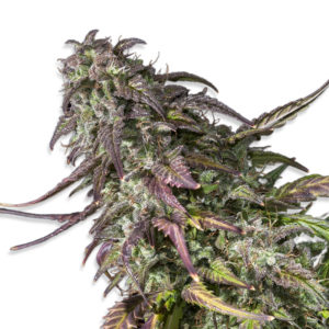 Gelato 41 feminized cannabis seeds