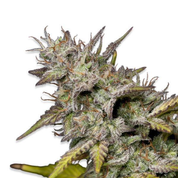 GMO cookies strain seeds for sale