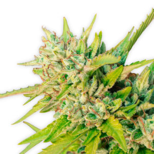 Kosher Kush strain cannabis seeds