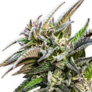 Purple Punch cannabis seeds buy online