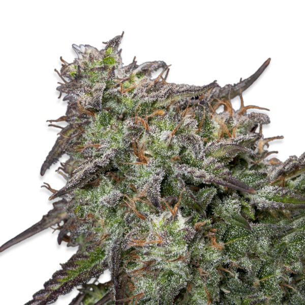 Zkittlez strain cannabis seeds