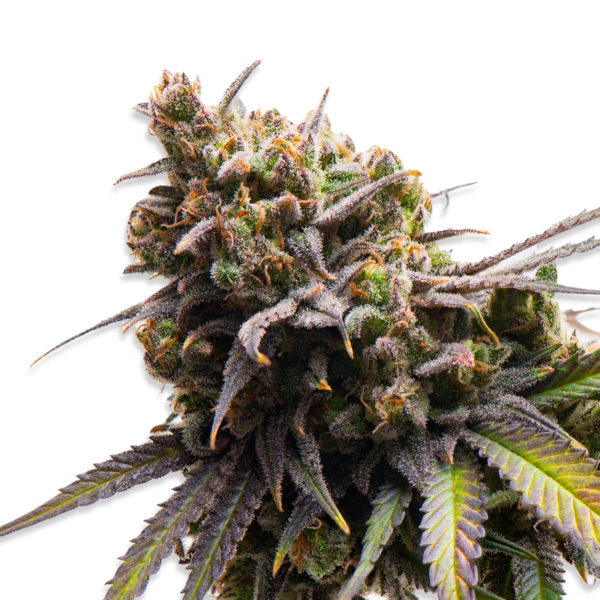 Runtz cannabis strain seeds